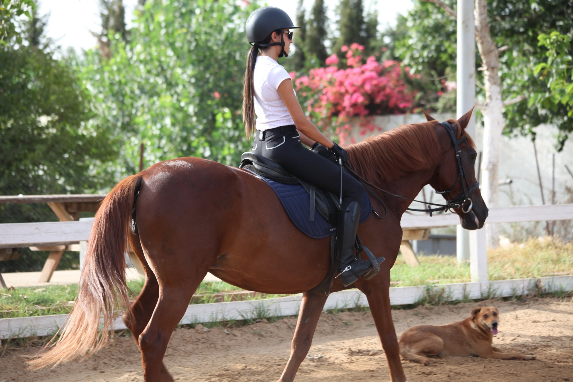 Cheval Green Horse